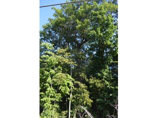 Property photo 15 - 64 Acre Farm Offered in 4 Tracts or in Combinations - Real Estate Auction